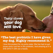 Zesty Paws Probiotics for Dogs - Gut Health Soft Chews, Pumpkin, 90 Ct | Probiotics for Dogs Soft Chews for Gut Health & Digestive Support
