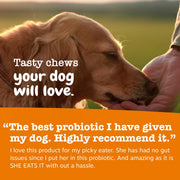 Zesty Paws Probiotics for Dogs - Gut Health Soft Chews, Pumpkin, 90 Ct | Probiotics for Dogs Soft Chews for Gut Health & Digestive Support