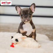 Multipet Lamb Chop Dog Plush Toy - Squeaky Toy